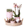 Roze orchidee en groene planten in rieten schaal